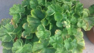 Are Your Geraniums Showing Signs of Iron or Manganese Toxicity? It May Be Due to Low pH Levels