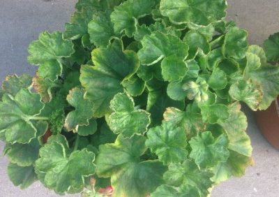 Are Your Geraniums Showing Signs of Iron or Manganese Toxicity? It May Be Due to Low pH Levels