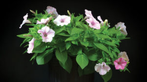 How to Improve Customer Success by Adding Residual Fertilizer to Your Plant Products