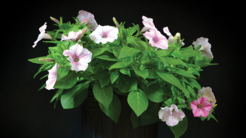 How to Improve Customer Success by Adding Residual Fertilizer to Your Plant Products