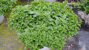 Michigan State Experts Offer Tips on Improving Your Ethephon PGR Applications