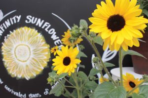 Readers Choice and Industry's Choice Winner: Sunfinity Sunflower (Syngenta Flowers)