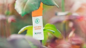 New Tool from Koppert Provides More Effective Thrips Management