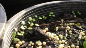 New Research Explores Potential of Using Steam or Hot Water for Early Weed Control