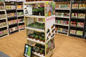 Assorted Succulents in Creative Containers (Van Bloem Gardens)