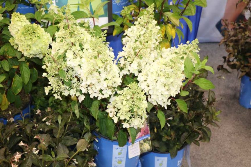 Bloomin’ Easy Hydrangea paniculata Lavalamp Series (Van Belle Nursery)