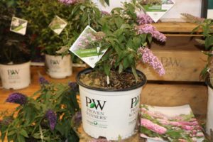 Buddleia Pugster Series (Proven Winners Color Choice Shrubs)