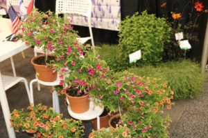 Calibrachoa as a Tree Form Grafted Onto Standard (Cohen Hishtil Jaldety Nurseries)