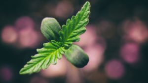 5 Common Mistakes Made by New Cannabis Growers