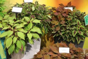 Coleus FlameThrower Series (Ball FloraPlant)