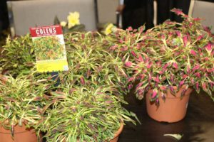 Coleus Tidbits and Fancy Feathers Series (Terra Nova Nurseries)