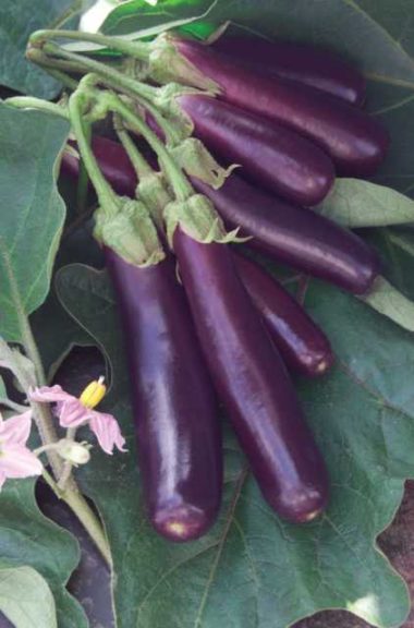 Eggplant 'Hansel' (PanAmerican Seed)