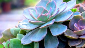 Florida’s Nursery and Greenhouse Industry Has a Huge Effect on the State’s Economy