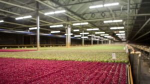 New Videos Highlight Grower Experiences in Shifting to LED Lighting