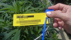 ForwardGro Receives Maryland’s First Cannabis Production Permit