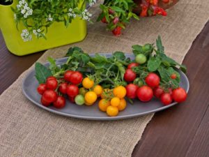 Little Birdy Cherry Tomato Series (Sakata Vegetables)
