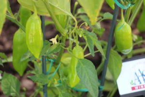 Hot Pepper 'Aji Rico' (PanAmerican Seed)