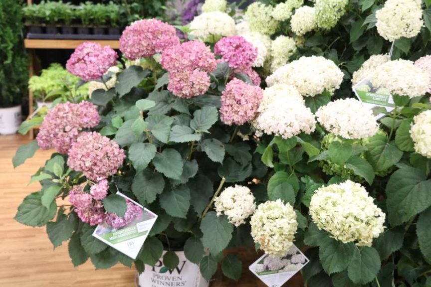Hydrangea arborescens ‘Invincibelle Mini Mauvette’ (Proven Winners Color Choice Shrubs)