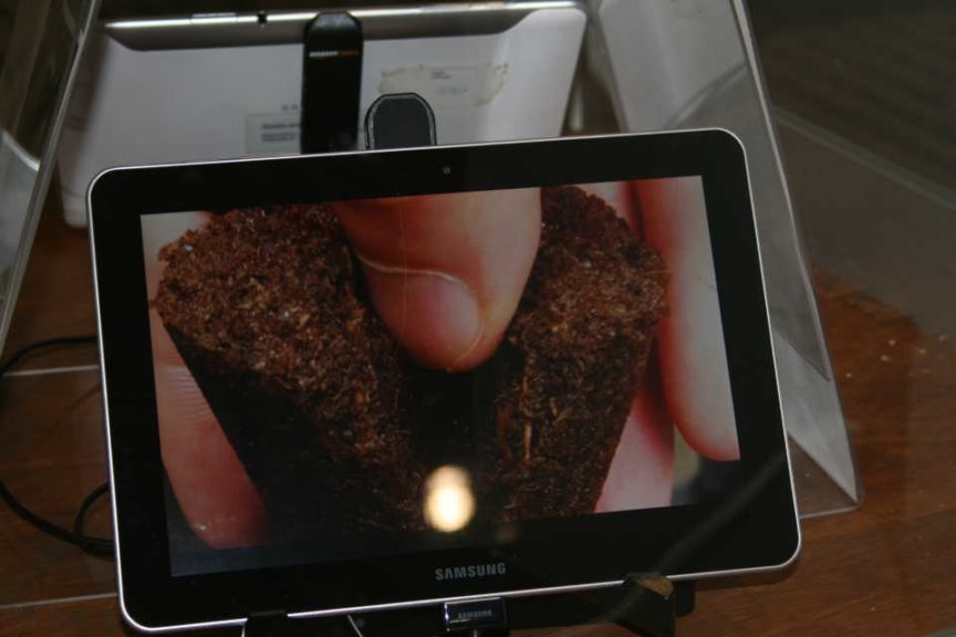 Orchid Plug (Jiffy Products of America)