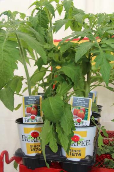 Paste Tomato 'Gladiator' (Burpee Seed)