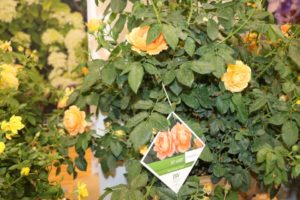 Rosa x ‘At Last’ (Proven Winners Color Choice Shrubs)