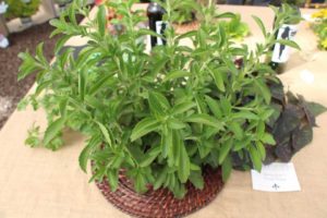 Stevia 'Zest Sweet Thang' (Hort Couture)