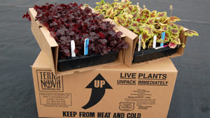 Terra Nova Nurseries, Dümmen Orange to Partner on Unrooted Cuttings Production