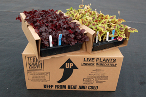 Terra Nova Nurseries, Dümmen Orange to Partner on Unrooted Cuttings Production