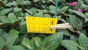 Tips From a Top 100 Grower for Effective Thrips Control