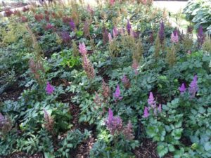 Darwin Perennials Day