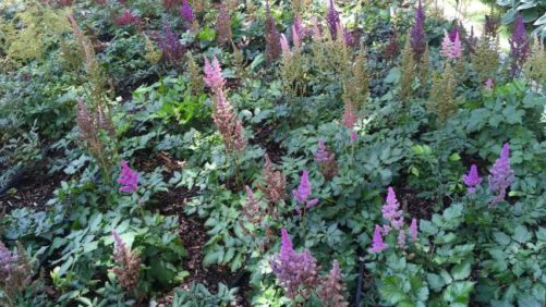 New Perennials, Trial Gardens, and Merchandising Were Highlights of Darwin Perennials Day 2017