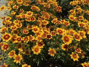 Darwin Perennials Day