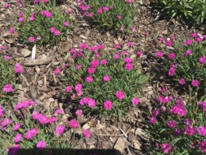 Darwin Perennials Day