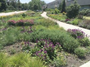 Darwin Perennials Day