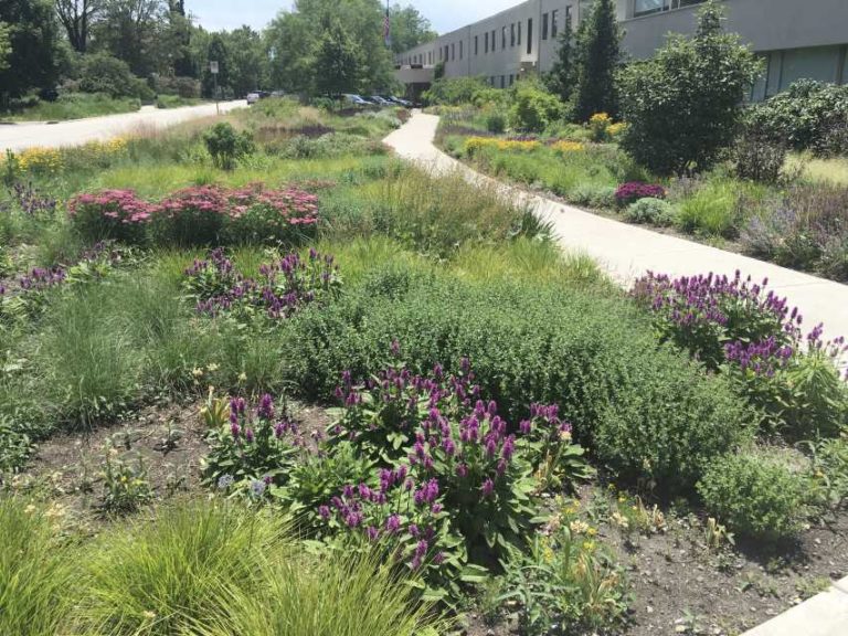 Darwin Perennials Day