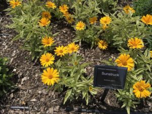 Darwin Perennials Day