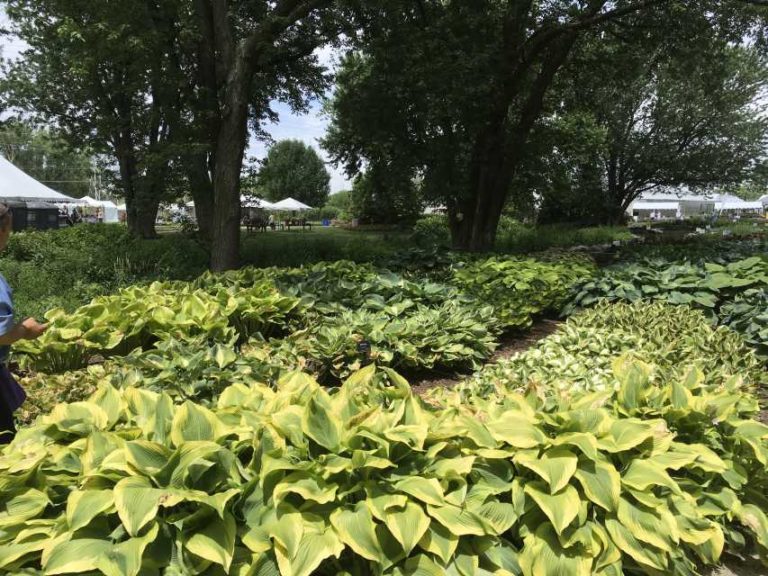 Darwin Perennials Day