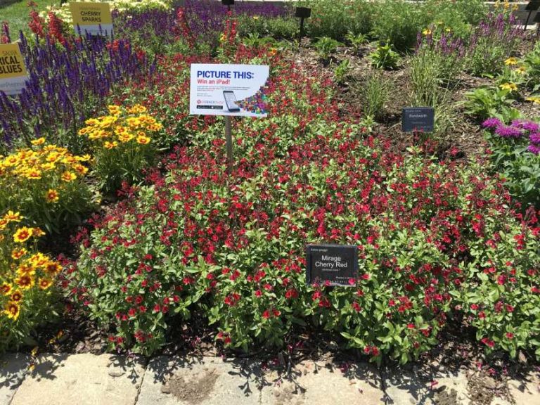 Darwin Perennials Day