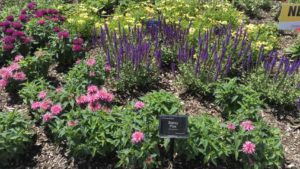 Online Classes Offer Pointers on Herbaceous Perennials