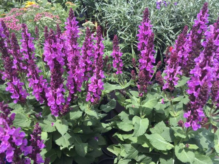 Darwin Perennials Day