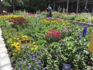 Darwin Perennials Day