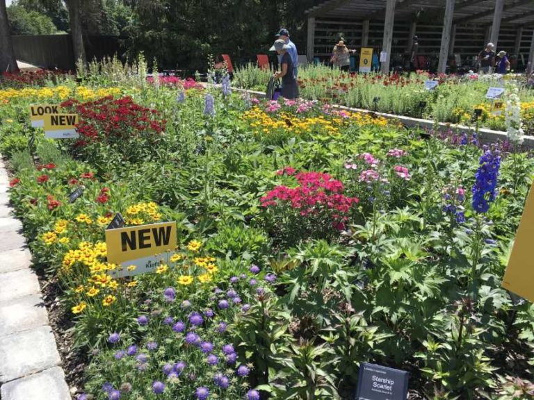 Darwin Perennials Day