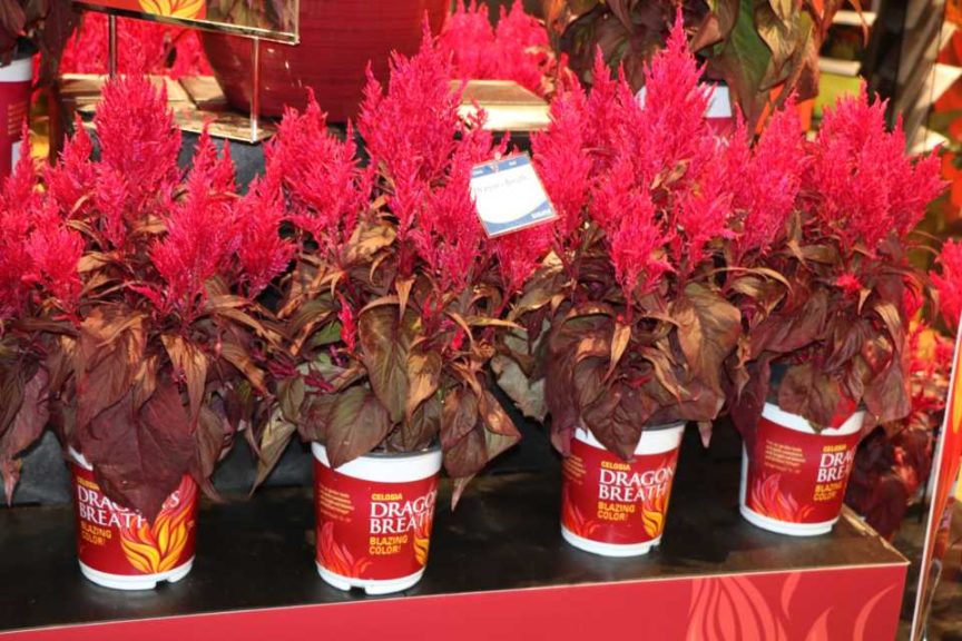 ‘Dragon’s Breath’ Red Celosia (Sakata Seed America, Inc.)