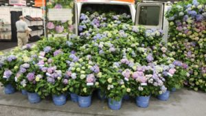 A Look Back at Cultivate’17’s Record-Setting Attendance and Highlights