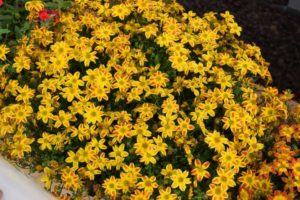 Bidens 'Beedance Red Stripe' (Suntory Flowers)