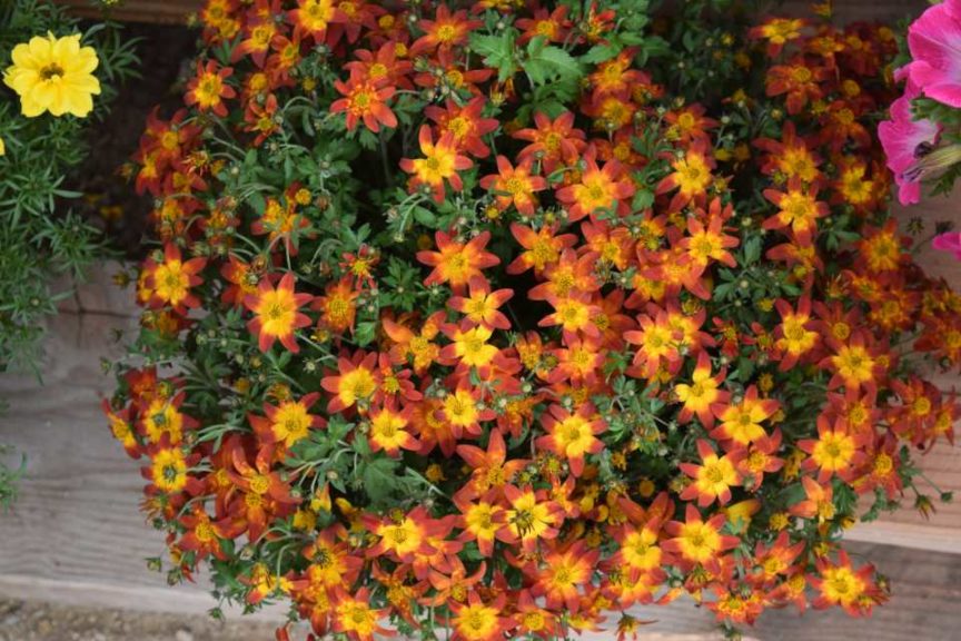 Bidens 'Campfire Firewheel' (Kientzler)