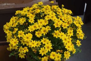 Bidens 'Mega Charm' (Danziger)