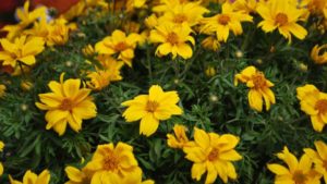 Allan Armitage: Why I’ve Become a Fan of Bidens