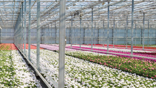 Biocontrol in the Greenhouse: 4 Questions with Suzanne Wainwright Evans