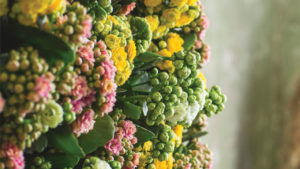 Lifestyle Plants Are in Full Bloom for Consumers